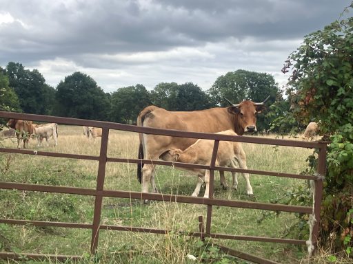 Vache brune tétant son veau dans un champ, sous un ciel nuageux.