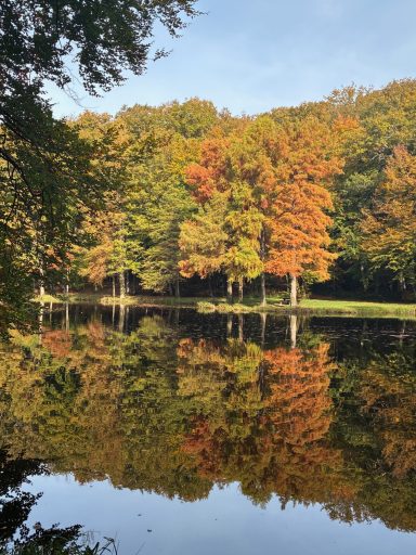 Reflet d'arbres d'automne colorés dans un lac calme.