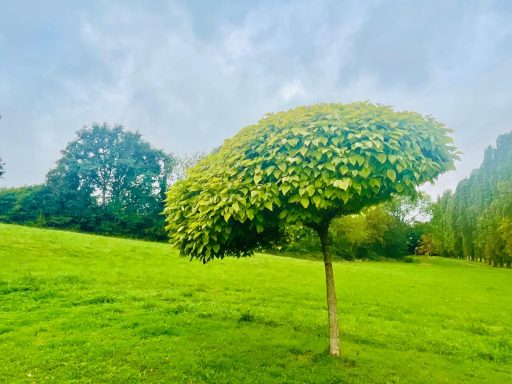 Un arbre aux feuilles luxuriantes, penché sur un champ verdoyant sous un ciel nuageux.