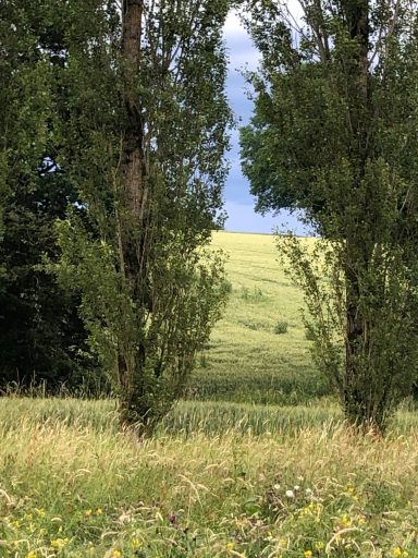 Deux arbres bordent un champ verdoyant sous un ciel partiellement nuageux.