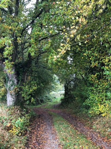 Chemin bordé d'arbres, feuilles aux couleurs d'automne, ambiance paisible.