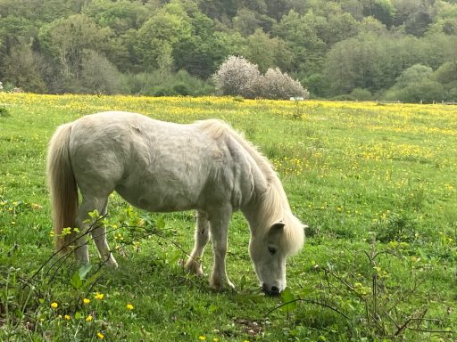 Poney blanc broute dans un champ verdoyant entouré de fleurs.