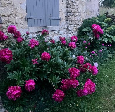 Paeoniers roses en fleurs devant un mur en pierre avec fenêtres grises.